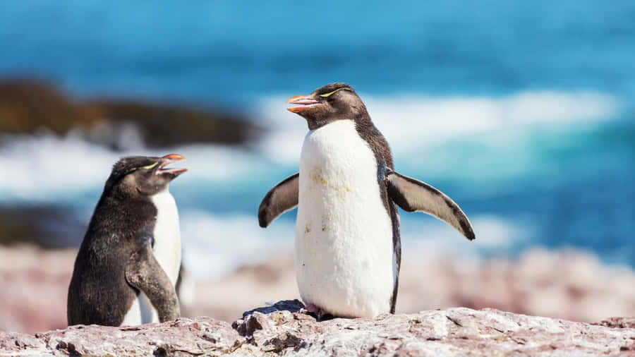 Rockhopper Penguins Seaside Conversation Wallpaper