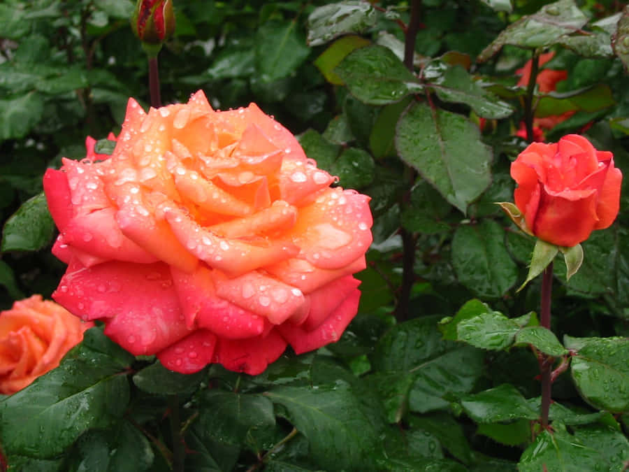 Rose In Rain 1600 X 1200 Wallpaper Wallpaper