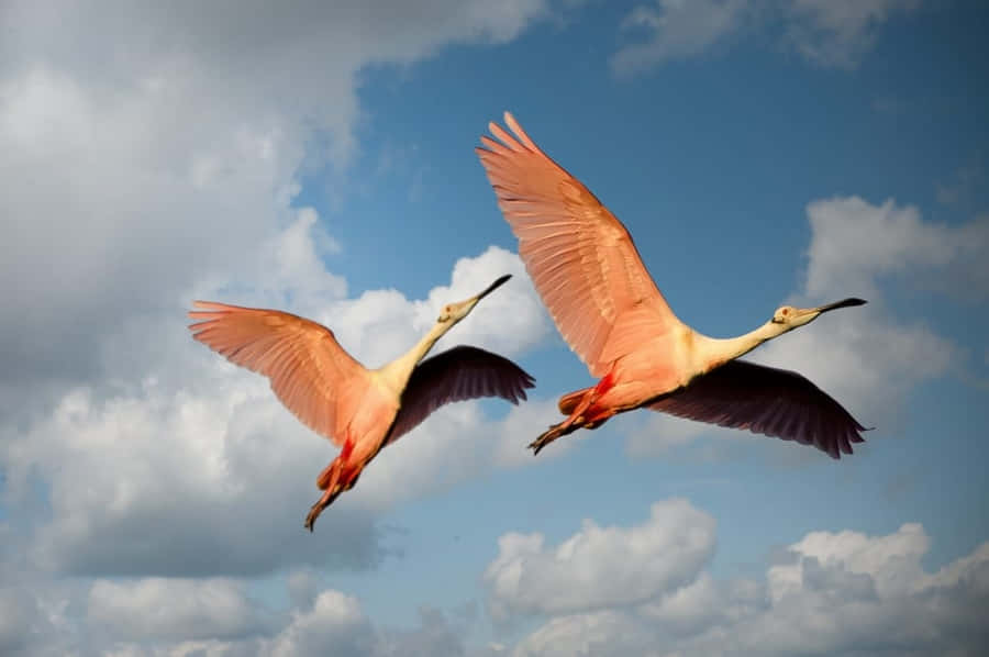 Roseate_ Spoonbills_in_ Flight Wallpaper