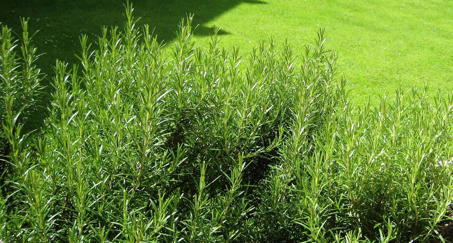 Rosemary Bush On Grass Field Wallpaper