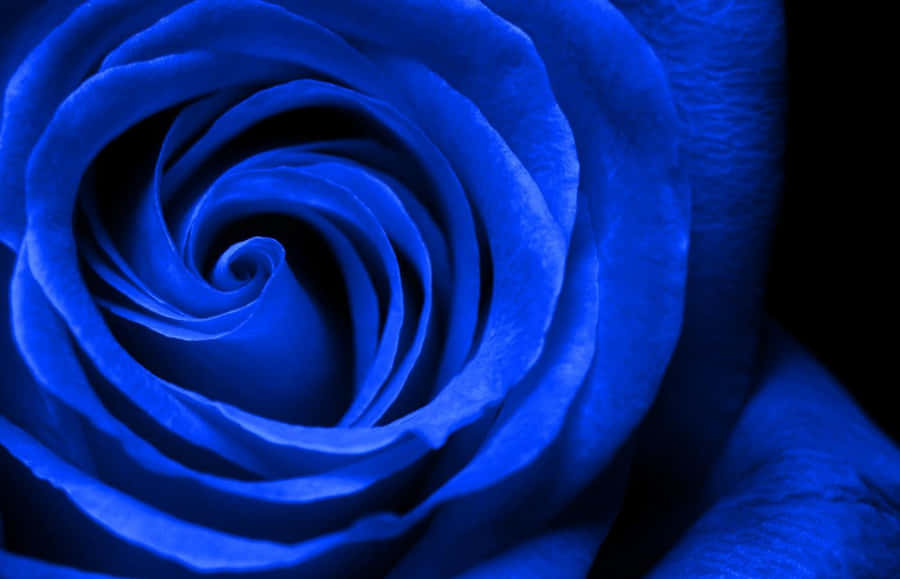 Royal Blue Rose Closeup Wallpaper