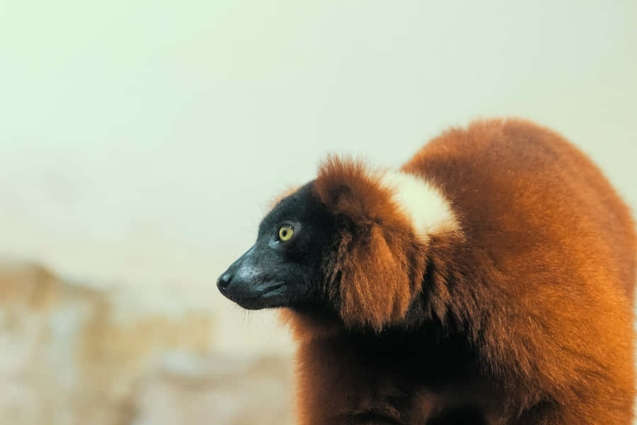 Ruffed Lemurin Profile Wallpaper