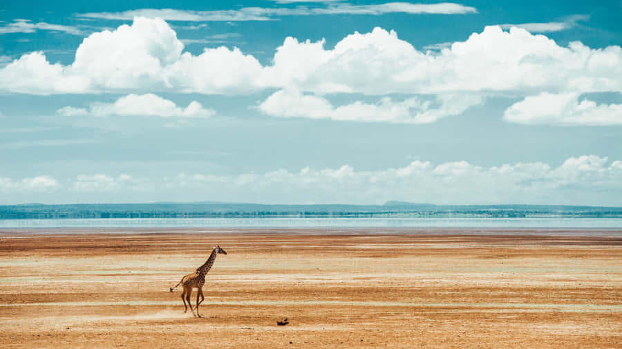 Running Safari Giraffe Long Shot 4k Monitor Wallpaper