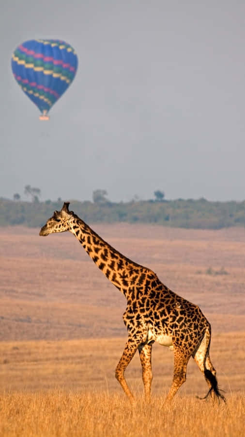 Safari Balloonand Giraffe.jpg Wallpaper