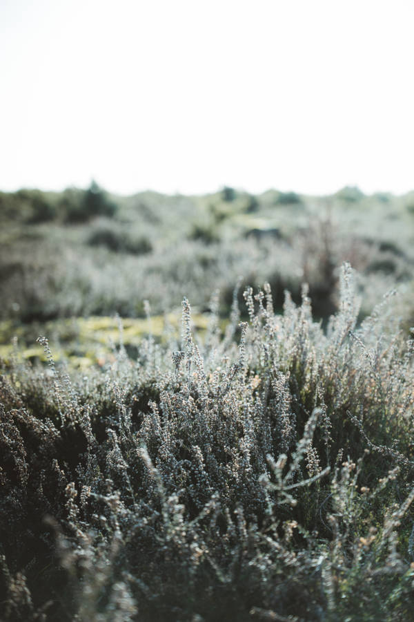 Sage Green Grass Plant Wallpaper