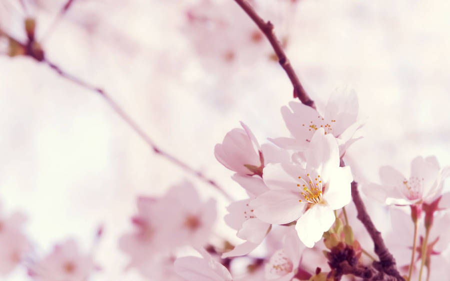 Sakura Pink Flower Wallpaper