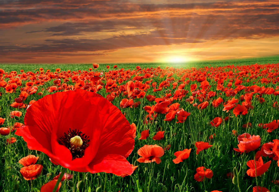 Salisbury Poppy Field Wallpaper