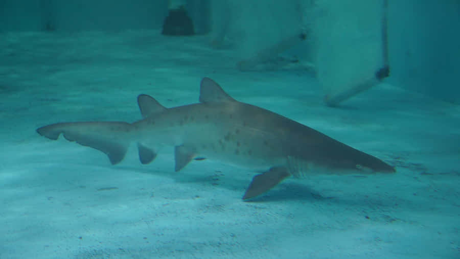 Sand Shark Restingon Ocean Floor.jpg Wallpaper