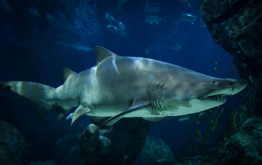 Sand Shark Swimming Underwater.jpg Wallpaper