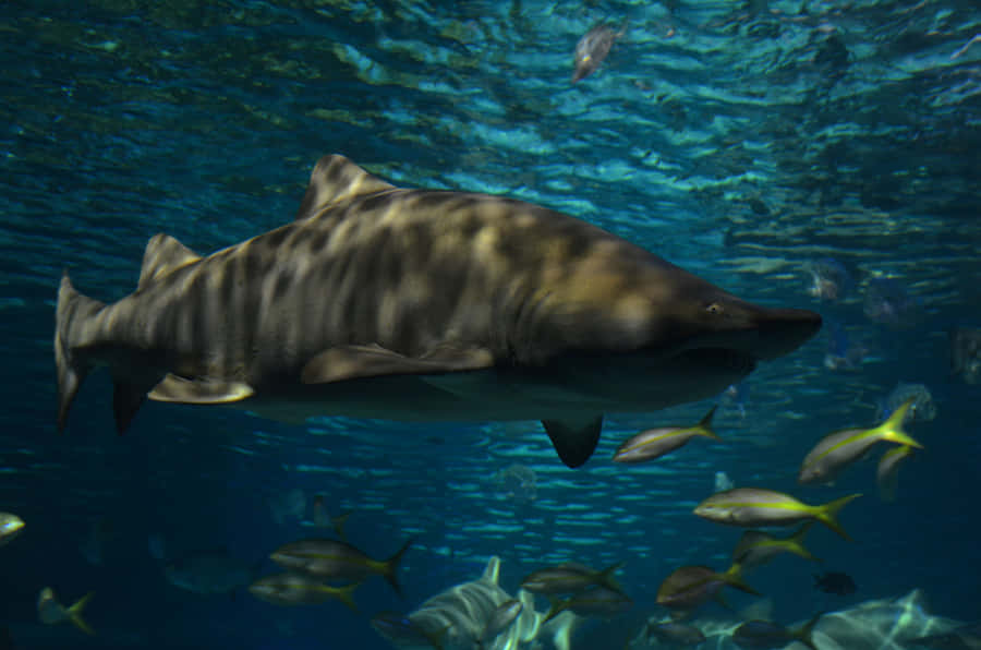 Sand Shark Swimming Underwater.jpg Wallpaper