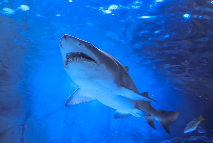 Sand Shark Swimming Underwater.jpg Wallpaper
