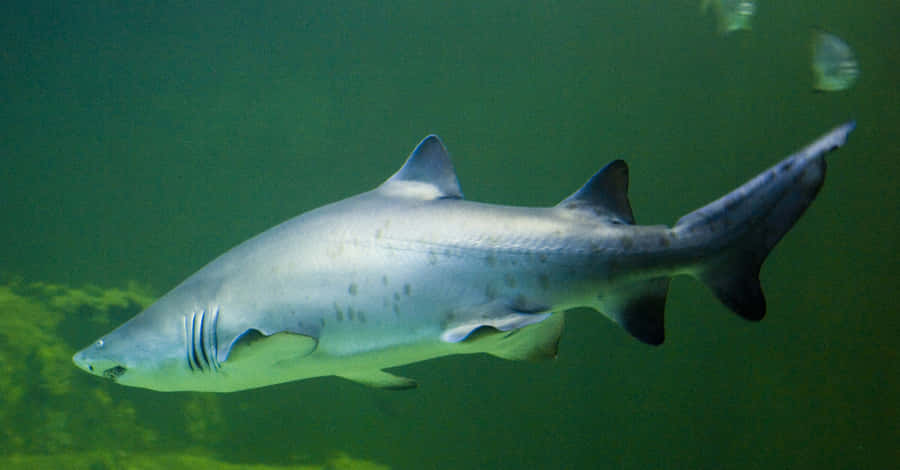 Sand Shark Swimming Underwater.jpg Wallpaper