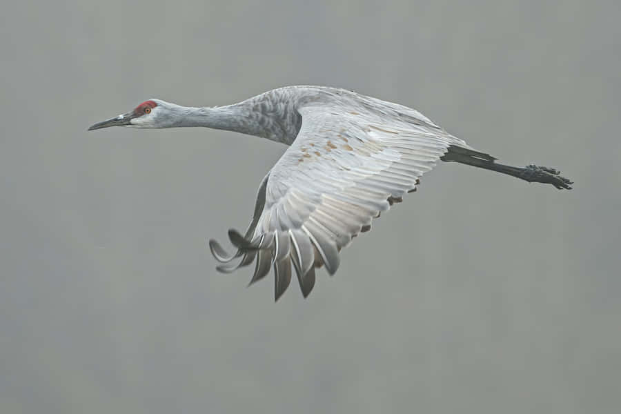 Sandhill Crane In Flight Wallpaper