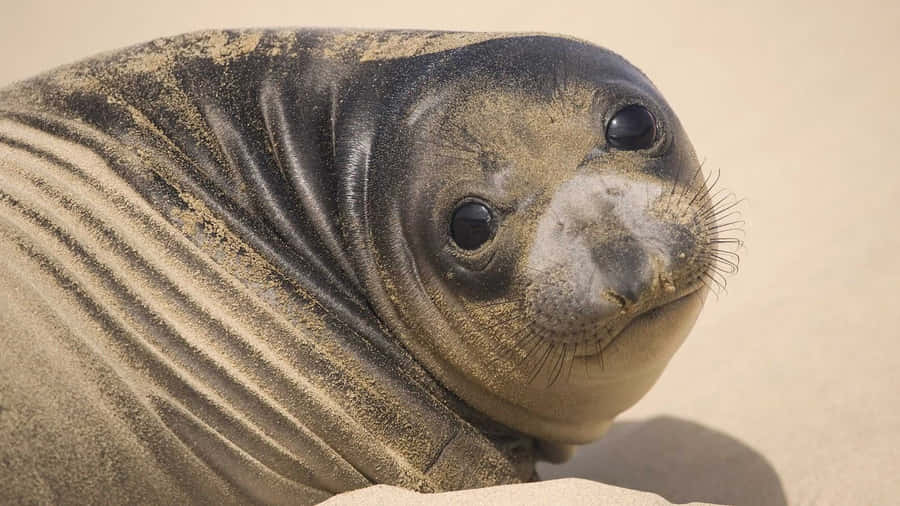 Sandy Seal Portrait Wallpaper