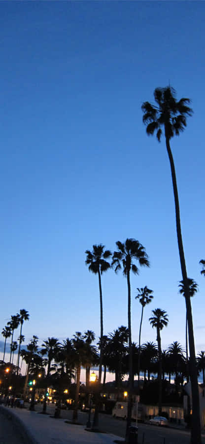 Santa Barbara's Palm Trees Tumblr Photography Iphone Wallpaper