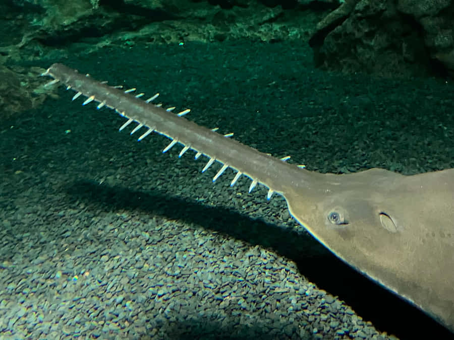 Sawfish In Aquarium Wallpaper
