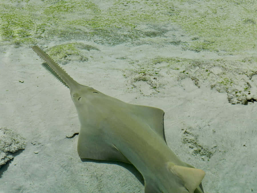 Sawfish In Shallow Waters.jpg Wallpaper