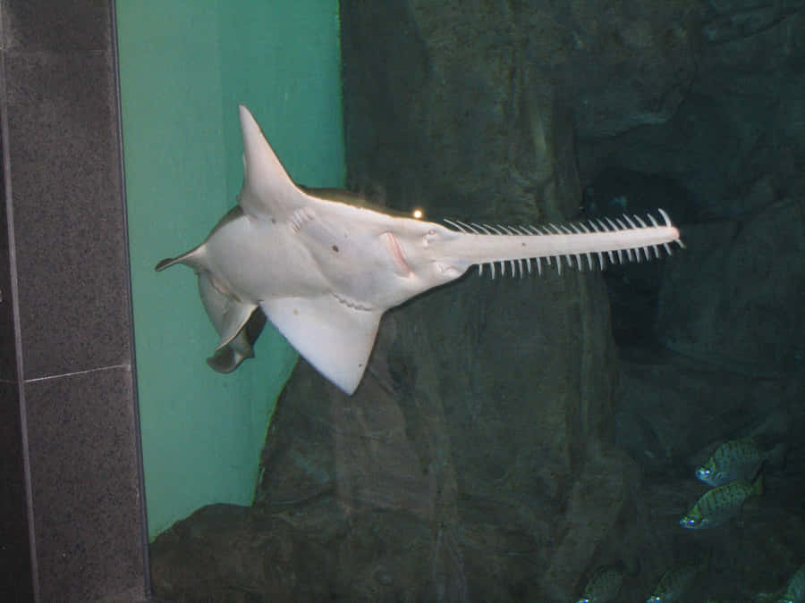 Sawfish Swimming Aquarium Wallpaper