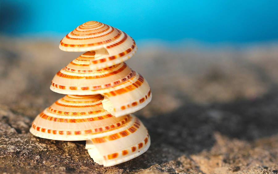 Scallops Shell Stack On Ground Wallpaper