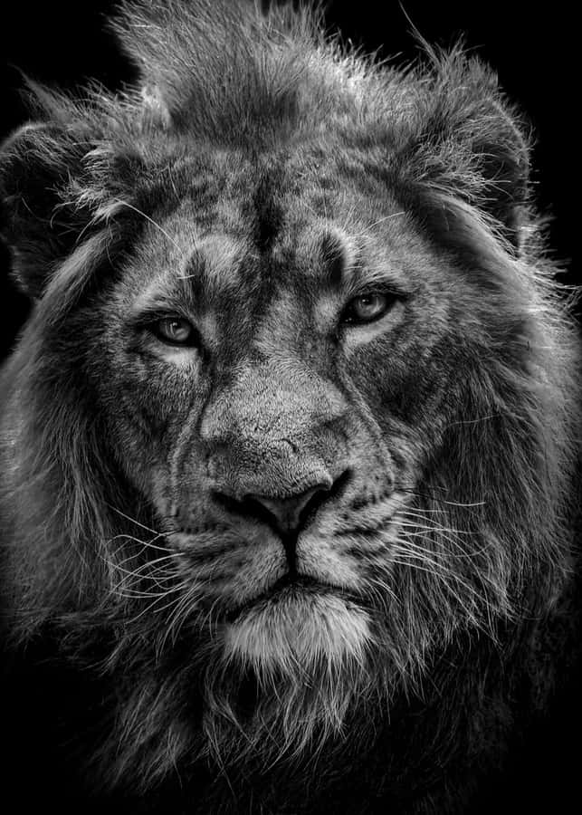 Scar Strikes An Intimidating Look While Leading The Hyenas In Disney's Classic Animated Movie 'the Lion King'. Wallpaper