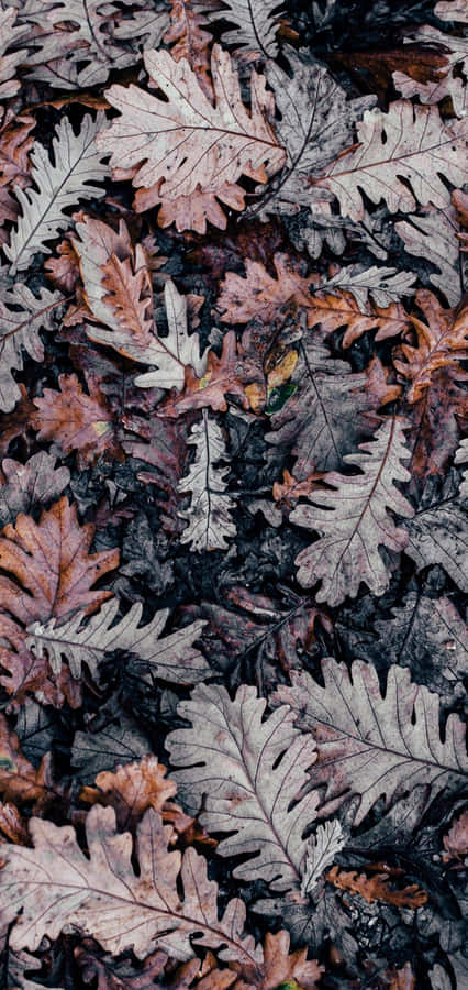 Scattered Autumn Leaves On The Ground Wallpaper