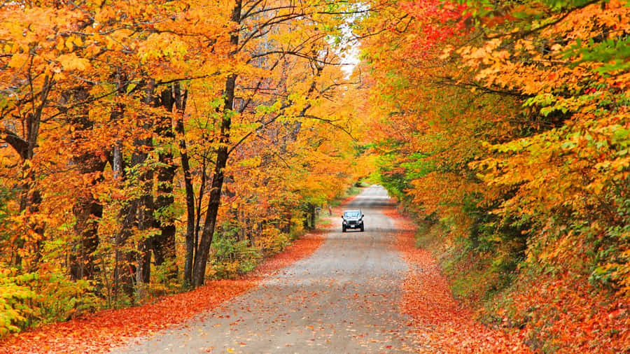 Scenic Fall Road Wallpaper