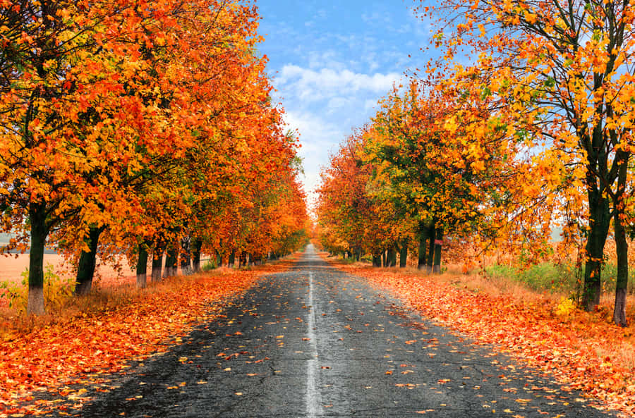 Scenic Fall Road Wallpaper