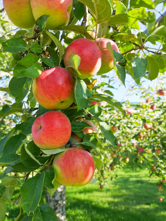 Scenic View Of Apple Orchard In Autumn Wallpaper