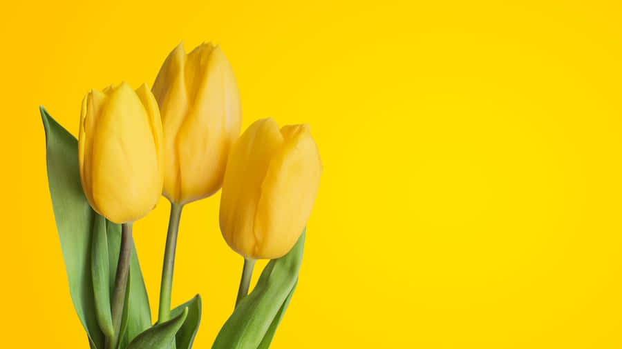 Scenic View Of Vibrant Yellow Tulips In Full Bloom Wallpaper
