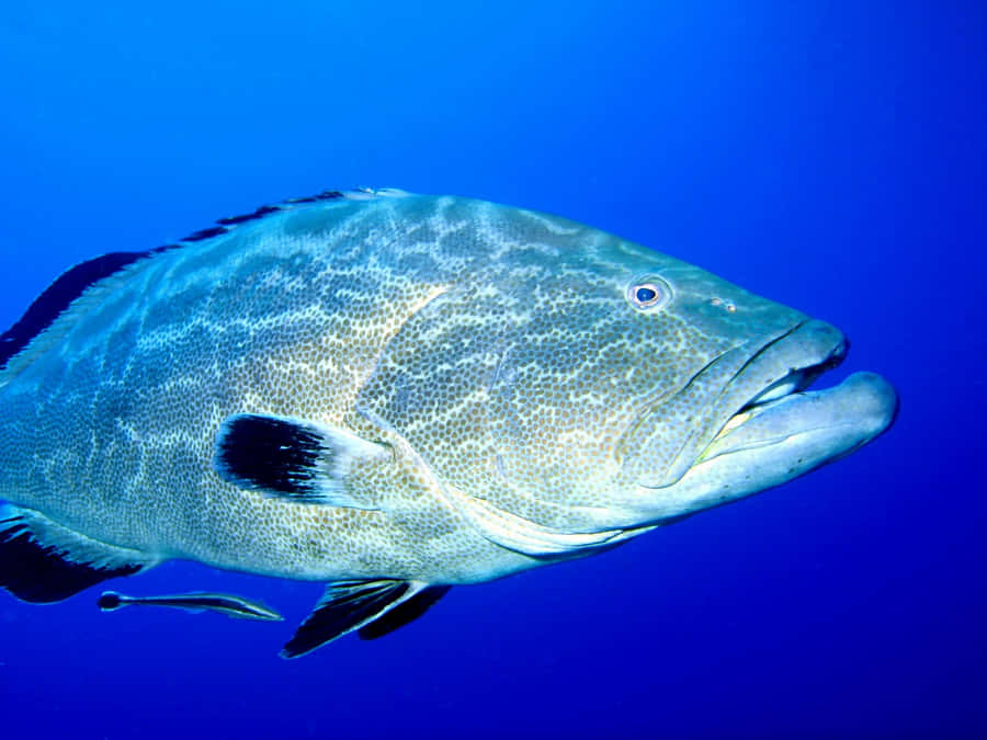 School Of Grouper Fish Swimming Underwater Wallpaper