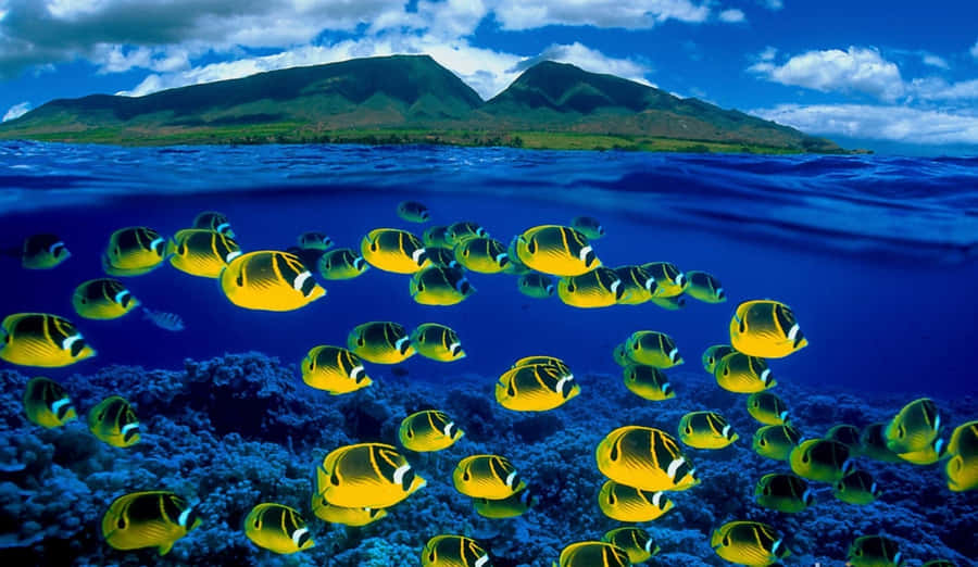 Schoolof Butterflyfish Near Tropical Island Wallpaper