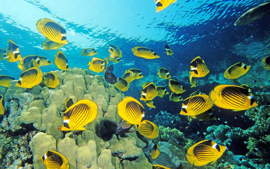 Schoolof Butterflyfish Underwater Wallpaper
