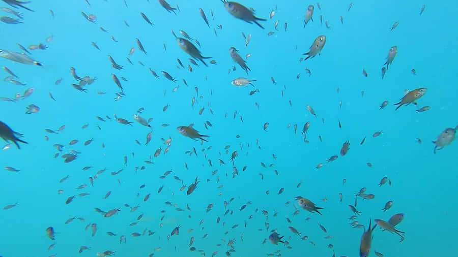 Schoolof Chromis Fish Underwater Wallpaper