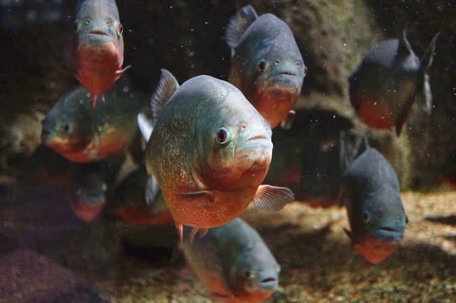 Schoolof Piranhas Swimming.jpg Wallpaper