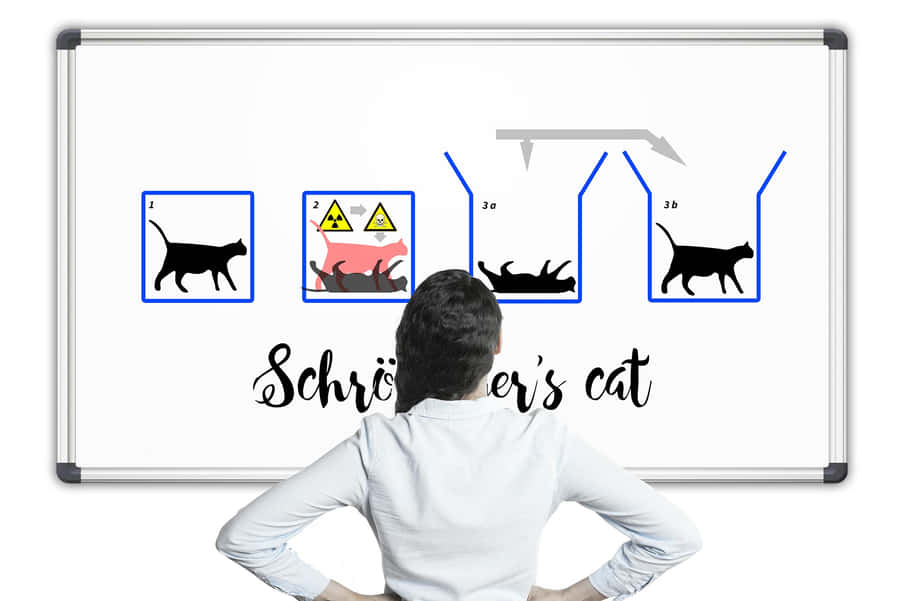 Schrodingers Cat Explanation Board Wallpaper