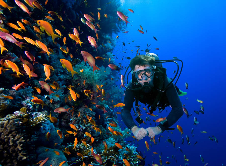 Scuba Diving With Orange Fishes Wallpaper