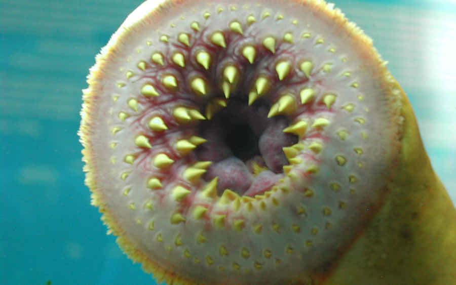 Sea Lamprey Mouth Closeup Wallpaper