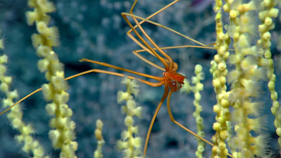 Sea Spider Amidst Coral Polyps Wallpaper
