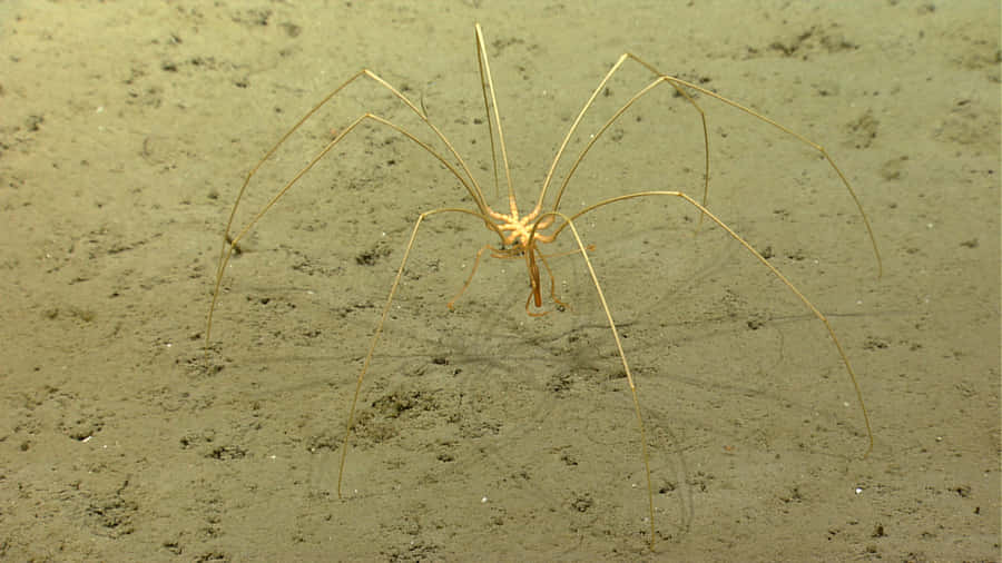 Sea Spider On Ocean Floor Wallpaper