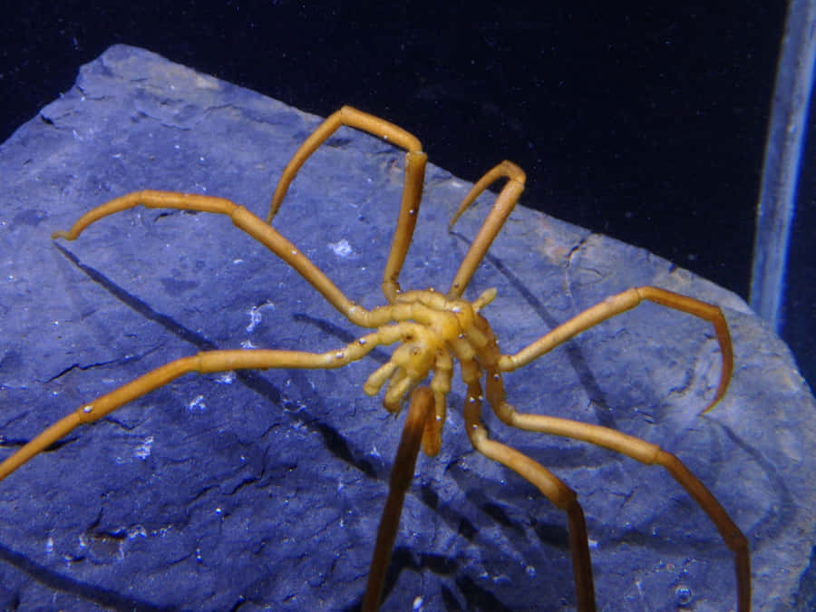 Sea Spider On Rock Wallpaper