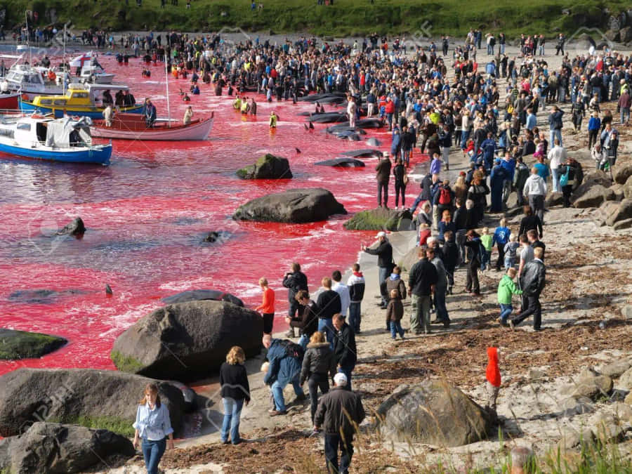 Sea Turning Red At Thorshavn Wallpaper