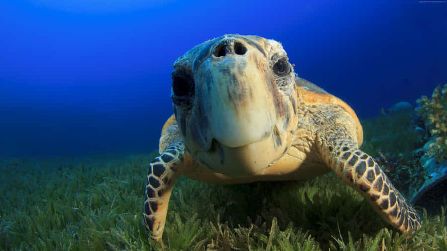 Sea Turtle Close Up Wallpaper