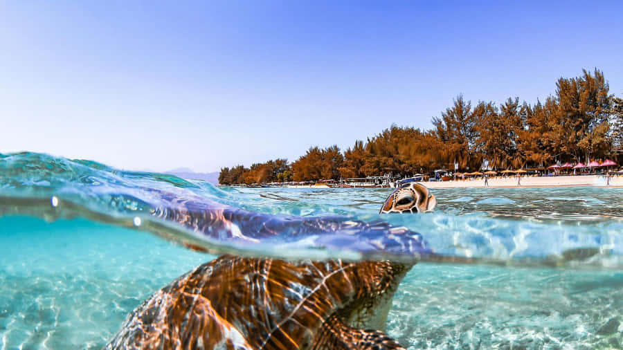 Sea Turtle Ocean Serenity Wallpaper
