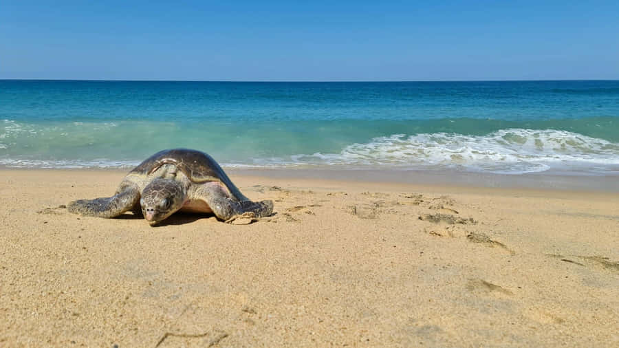 Sea Turtle On Sandy Beach Wallpaper