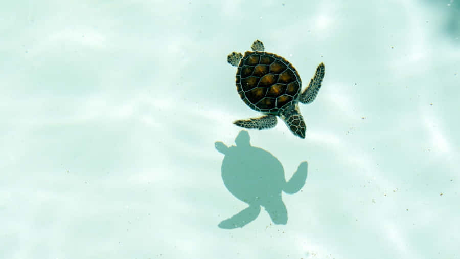 Sea Turtle Swimming Gracefully Wallpaper