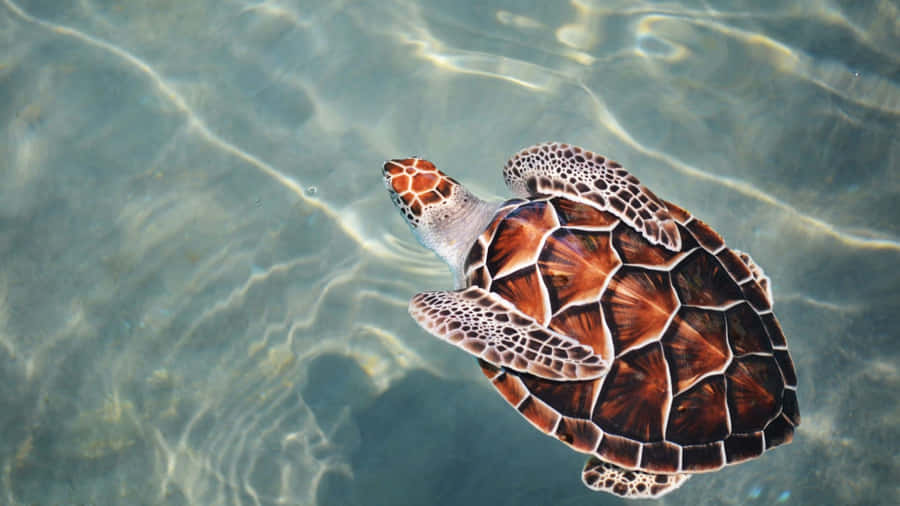 Sea Turtle Swimming Gracefully Wallpaper