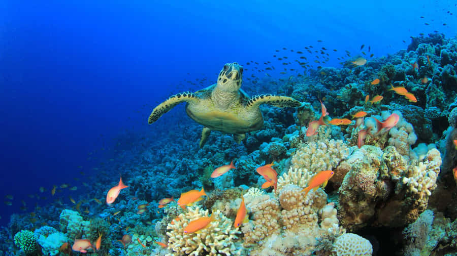 Sea Turtle Underwater Scene Wallpaper