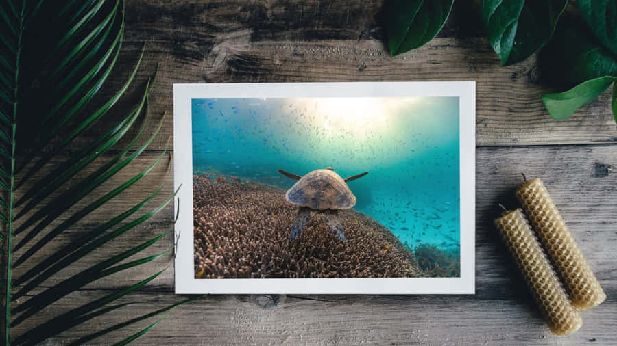 Sea Turtle Underwater Serenity Wallpaper