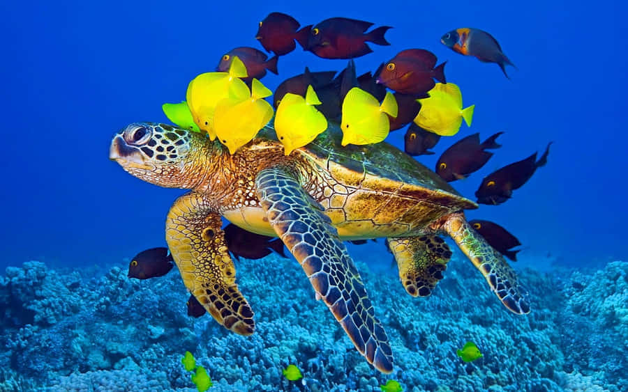 Sea Turtle With Yellow Tang Fish Escort Wallpaper