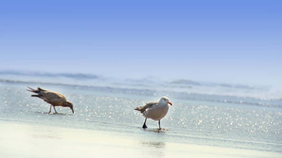 Seabirds Foragingat Shoreline Wallpaper